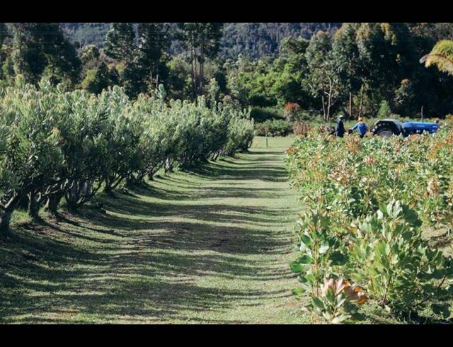 FARM FOR SALE IN TSITSIKAMMA